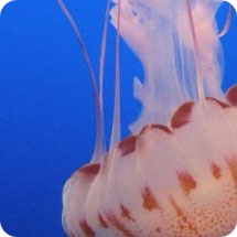 Jellyfish at Monterrey Bay Aquarium