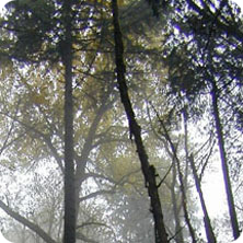 Misty forest in Portland, Oregon